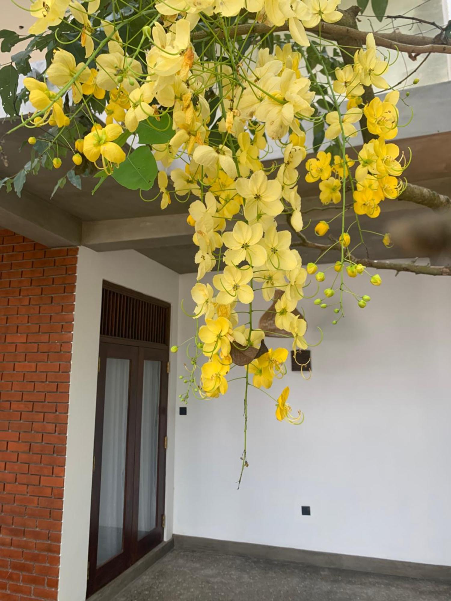 Thaproo Bay Hiriketiya Bed & Breakfast Dikwella Dış mekan fotoğraf
